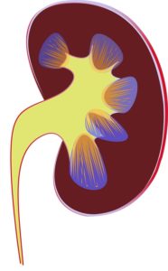 kidney | Toddler Town in Chicago